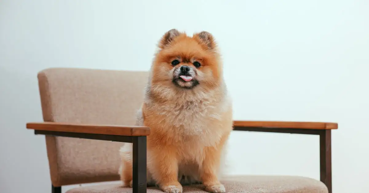 Wat is de wetenschappelijke naam van de hond?