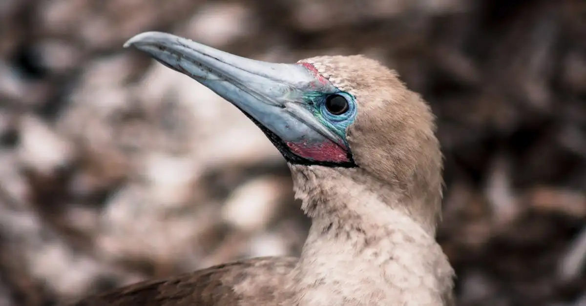 Wat is het Galápagos National Park in Ecuador?