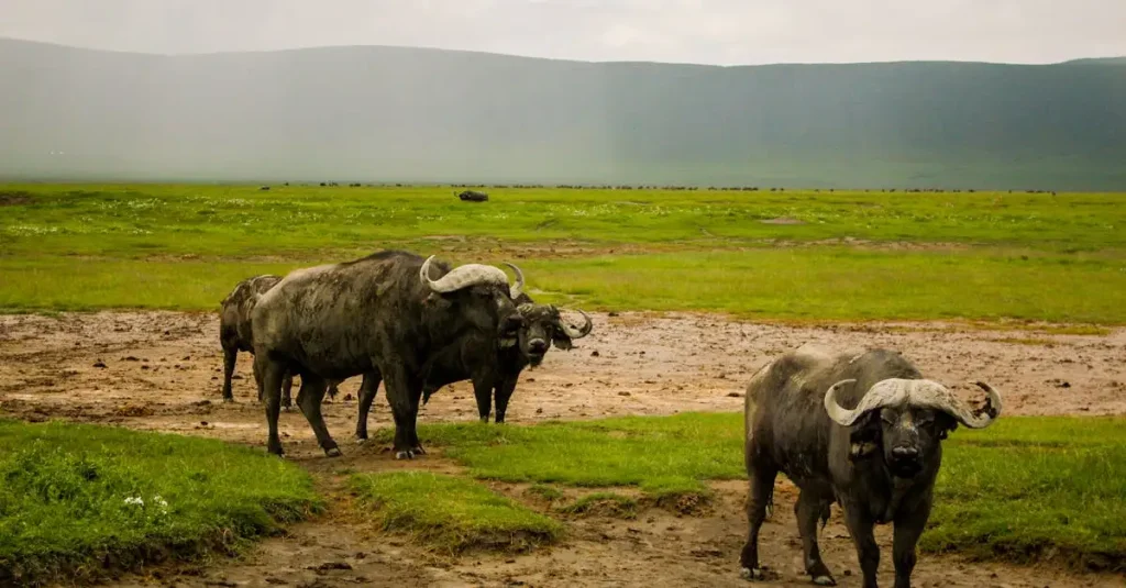 Wat maakt het Ngorongoro-kratergebied uniek in Tanzania?