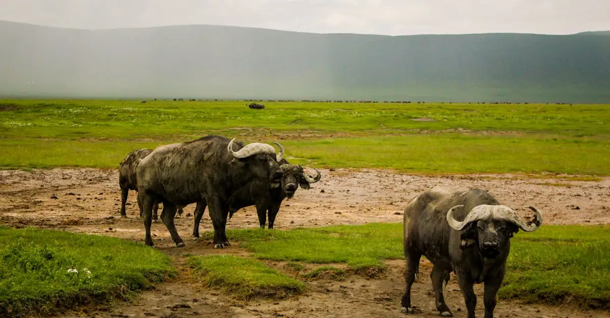 Wat maakt het Ngorongoro-kratergebied uniek in Tanzania?