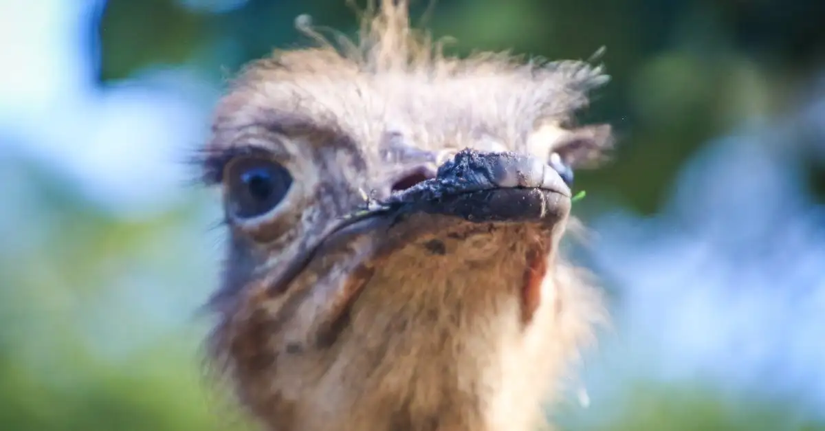 Wat maakt vogels zo uniek in het dierenrijk? Ontdek het hier!