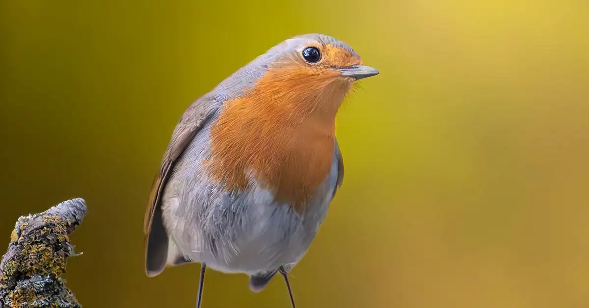 Wat was de impact van Twitter op microblogging?