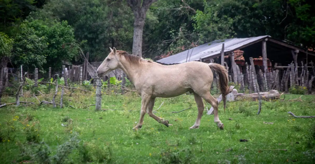 Wat zijn de top 3 bezienswaardigheden in Paraguay?