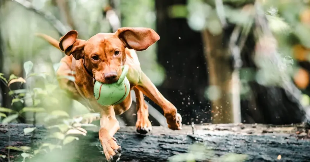 Welke hond past bij mij België? Ontdek jouw ideale maatje!