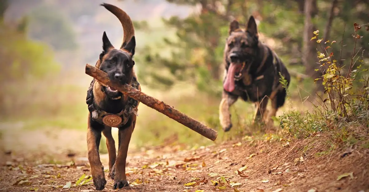 Welke hond past bij mij België? Ontdek jouw ideale maatje!