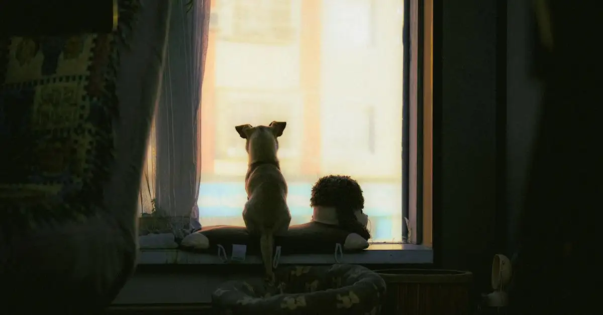 Welke hond past bij ons gezin test? Ontdek de perfecte match!