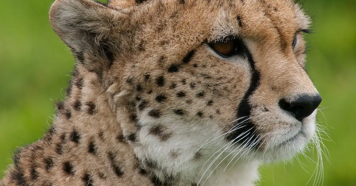Hoe beïnvloedt sterilisatie het gedrag van katten?