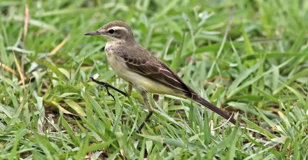 Hoe beschermen we vogels tegen uitsterven? Ontdek het hier!