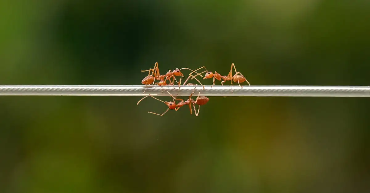 Hoe gebruiken mieren feromonen om elkaar te volgen?