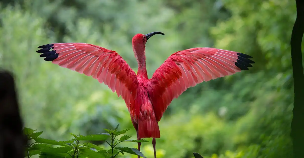 Hoe gebruiken paradijsvogels hun veren voor baltsgedrag?