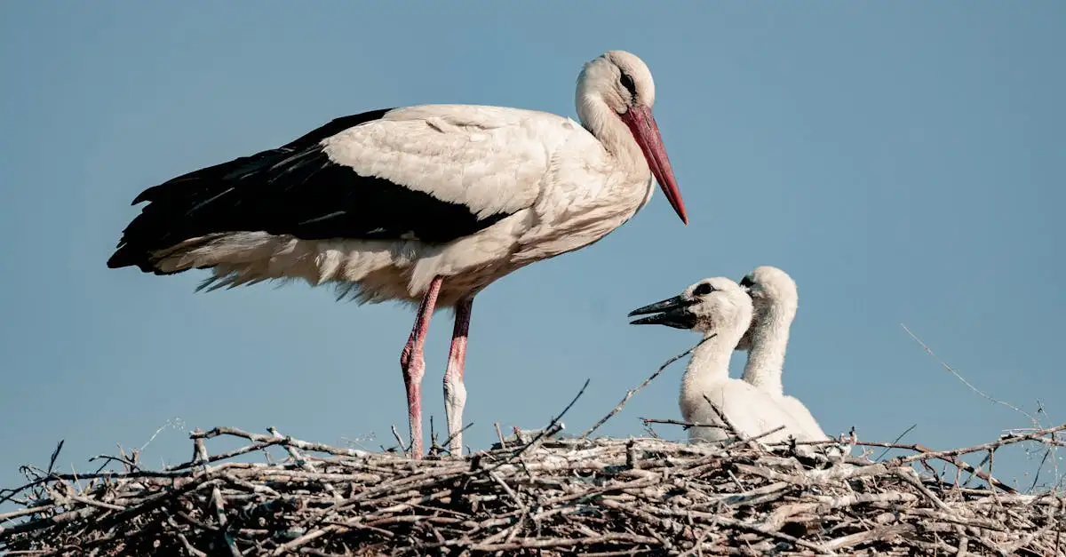 Hoe herkennen babyvogels hun ouders in de natuur?