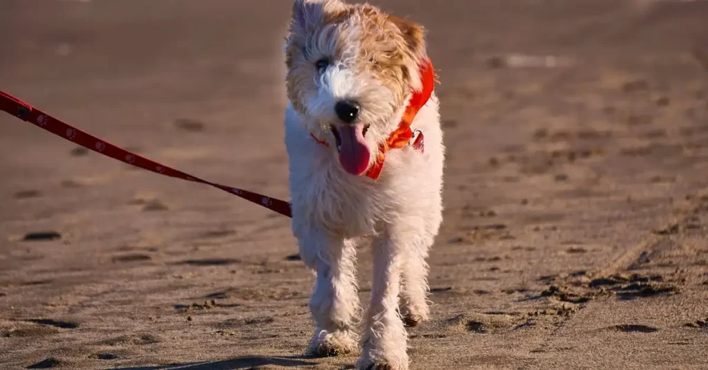 Hoe vaak moet je je hond eigenlijk uitlaten?