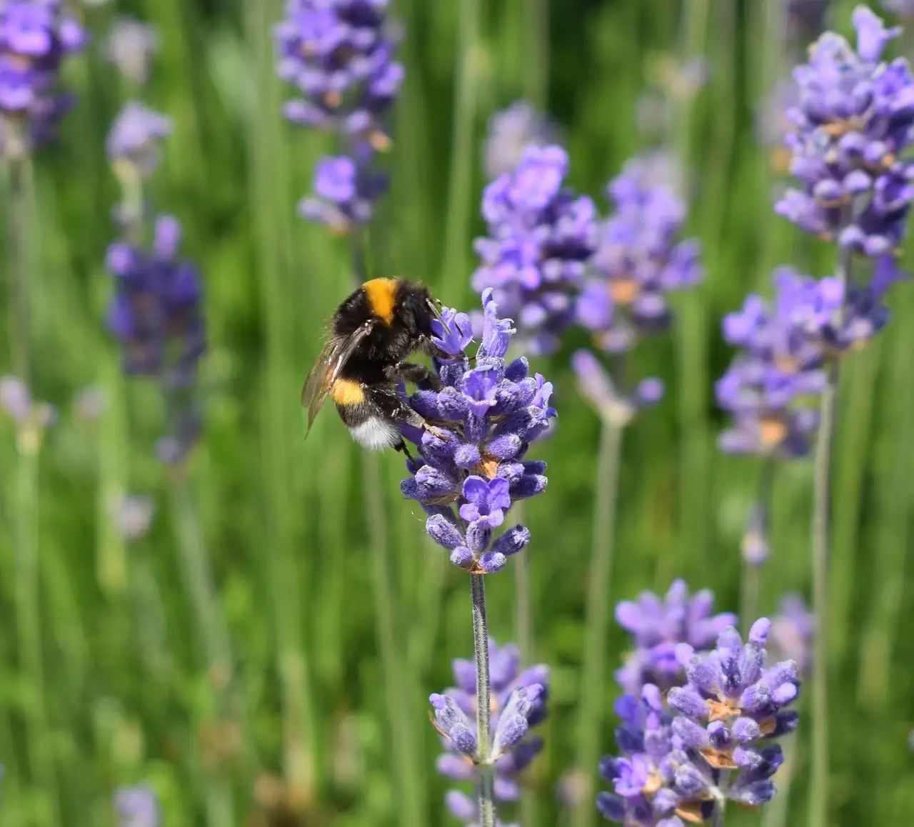 Waar is lavendel goed voor? Ontdek de voordelen en gebruiktips!