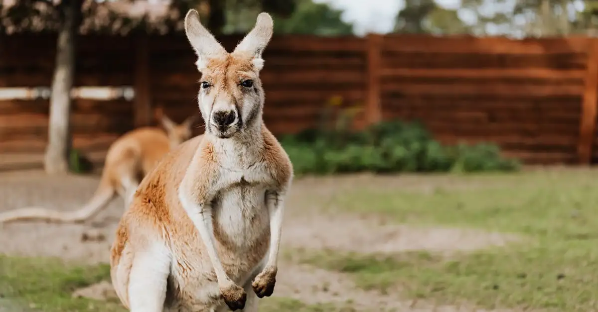 Waarom zijn de buideldieren van Australië zo bijzonder?
