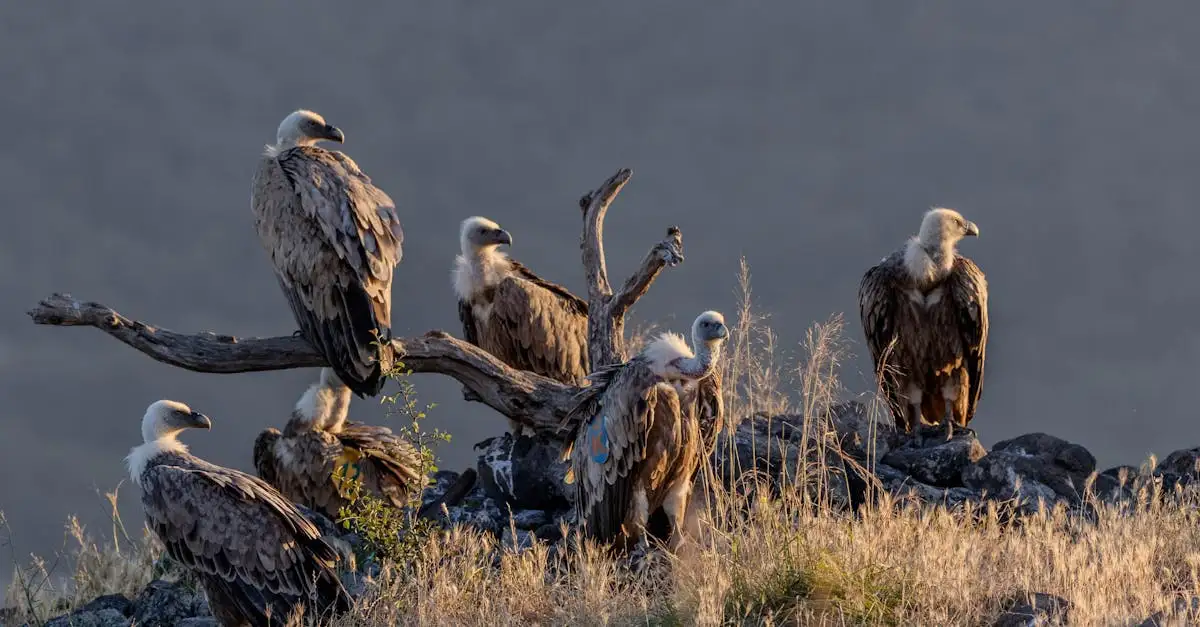 Wat is de rol van gieren als aaseters in het ecosysteem?