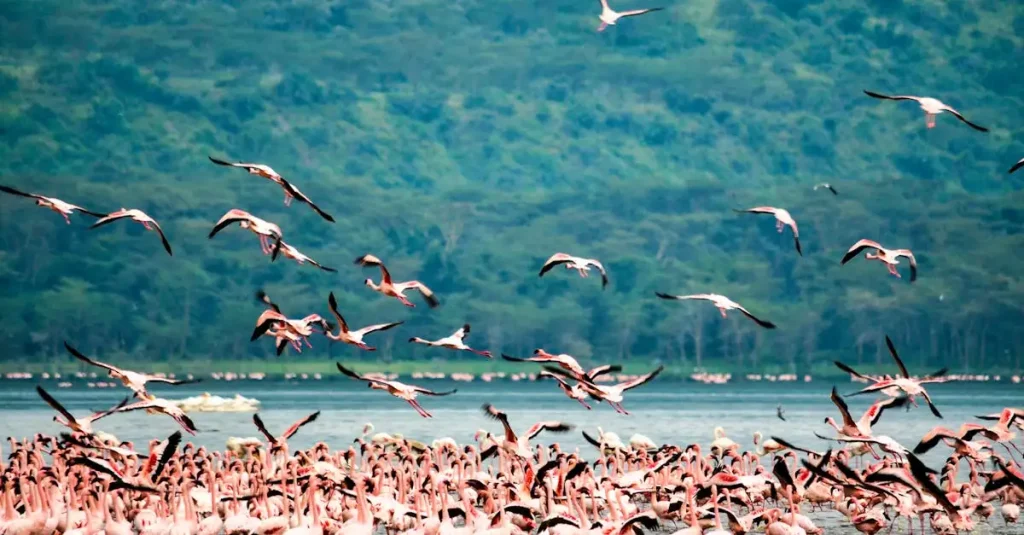 Wat maakt de flamingokolonies bij Lake Nakuru uniek?