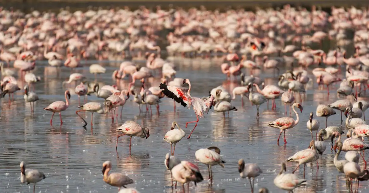 Wat maakt de flamingokolonies bij Lake Nakuru uniek?