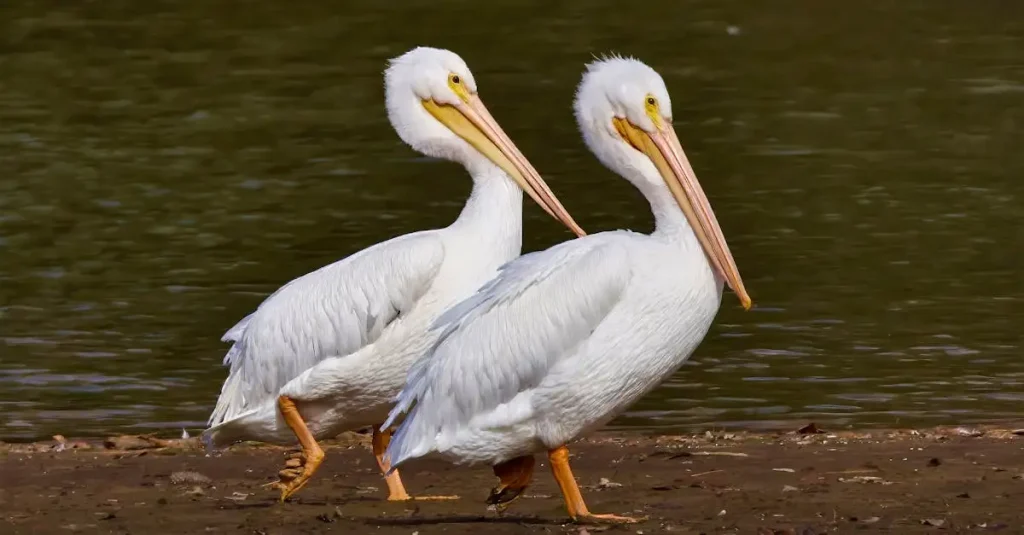 Wat zijn de kenmerken van pelikanen en andere watervogels?