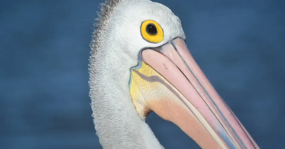 Wat zijn de kenmerken van pelikanen en andere watervogels?