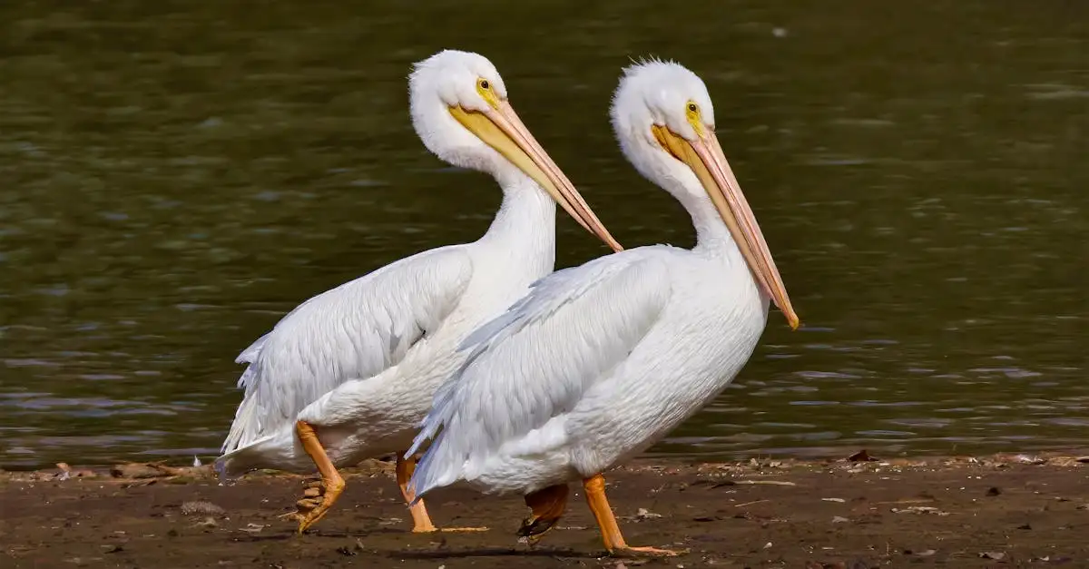 Wat zijn de kenmerken van pelikanen en andere watervogels?