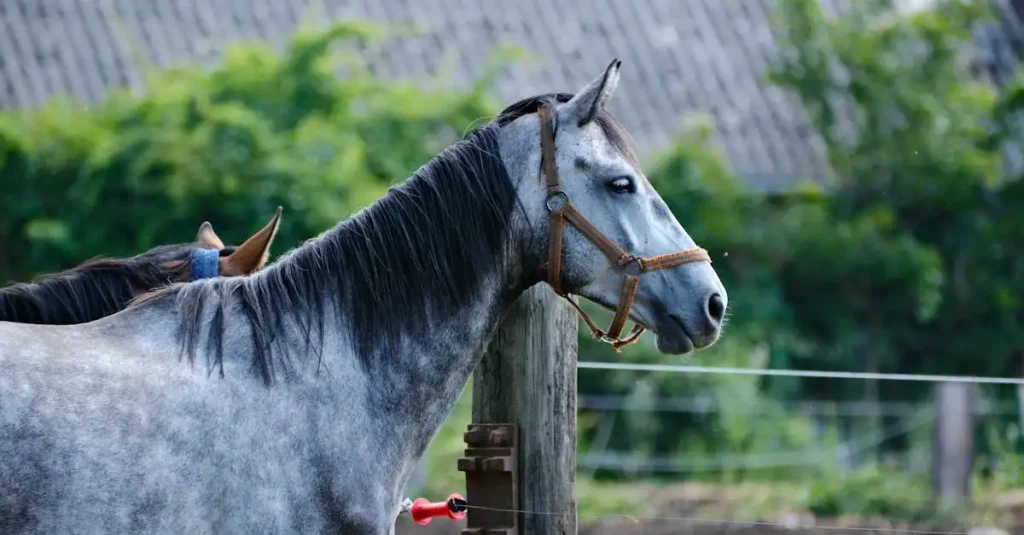 Welk dier past bij mijn karakter? Ontdek jouw ideale huisdier!