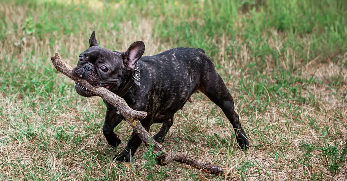 Welk ras hond past bij mij? Ontdek de perfecte match!