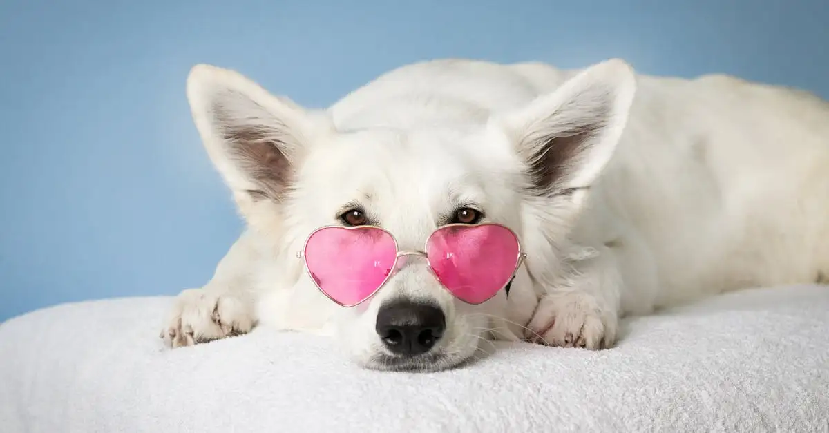Welk ras hond past bij mij? Ontdek de perfecte match!