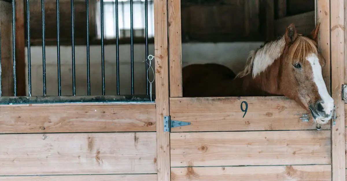 Welk Star Stable paard past bij mij? Ontdek jouw perfecte match!