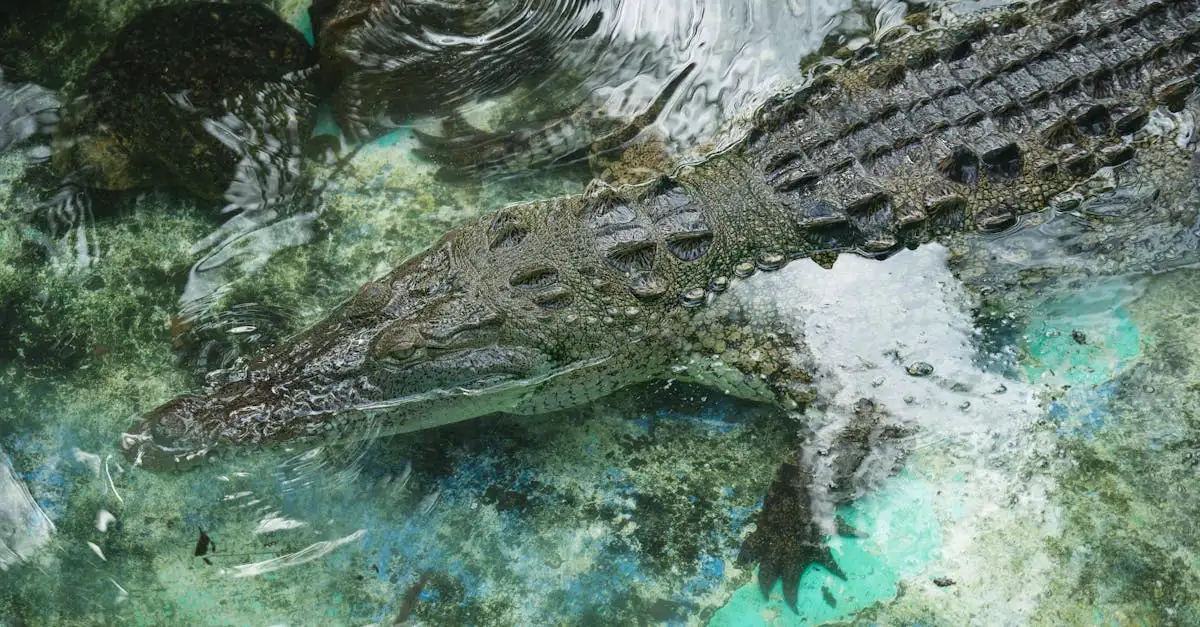 Welke dieren bedreigen krokodillen in het wild?