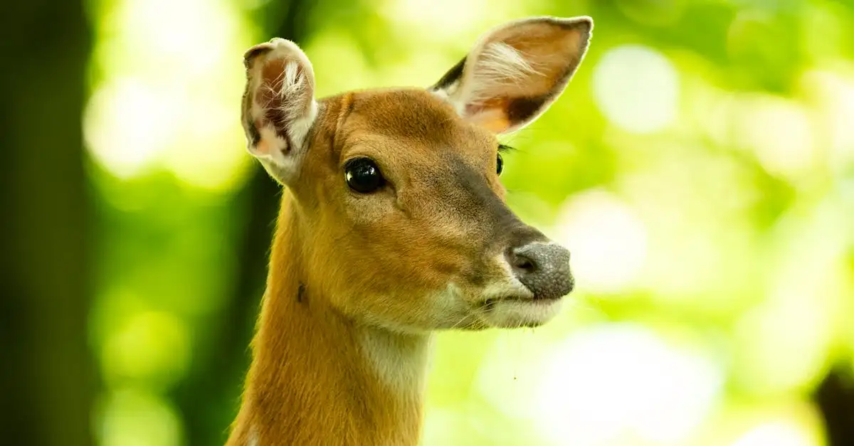 Welke dieren werden vereerd als spirituele gidsen?