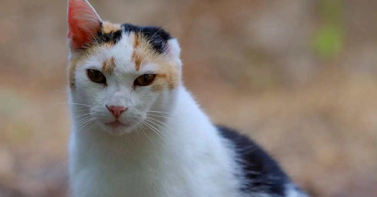 Welke kattenras past bij mij? Ontdek jouw perfecte match!