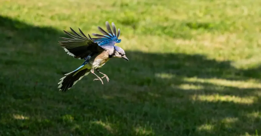 Welke vogels hebben de meest ingewikkelde paringsdansen?