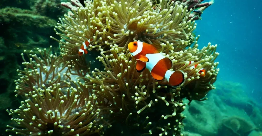 Welke zeedieren wonen bij het koraalrif? Ontdek de biodiversiteit!