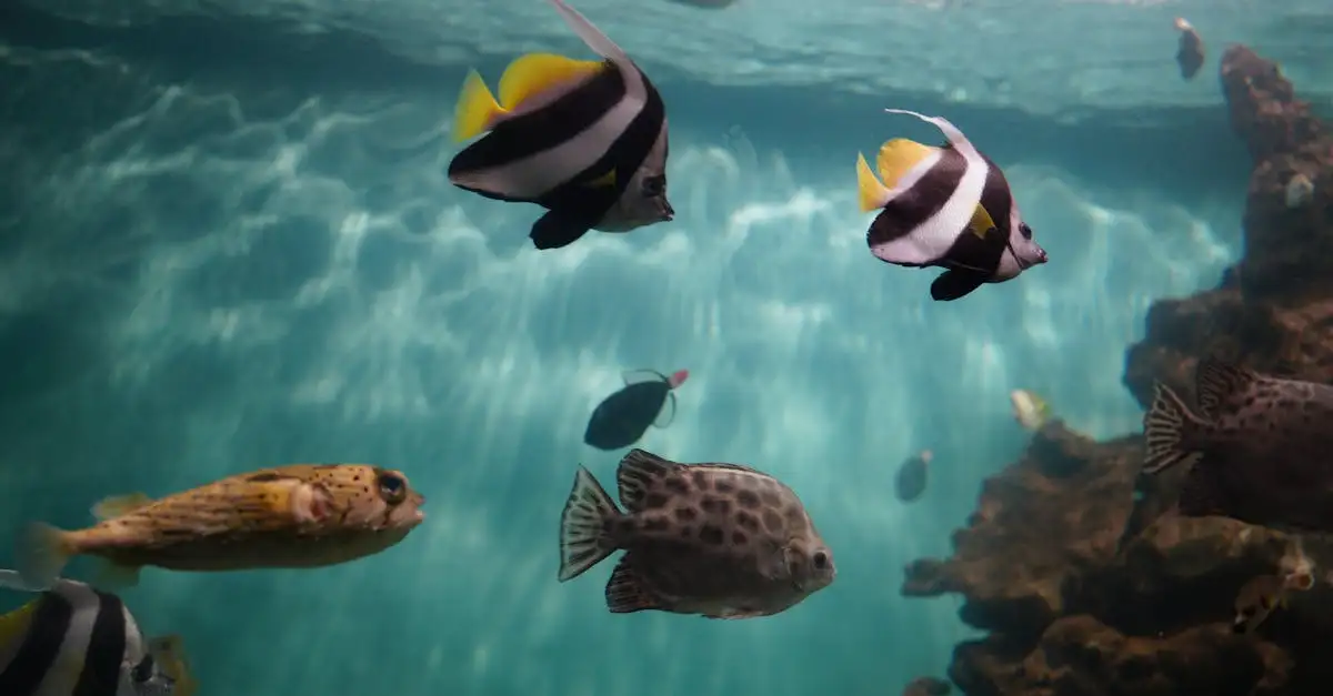 Welke zeedieren wonen bij het koraalrif? Ontdek de biodiversiteit!