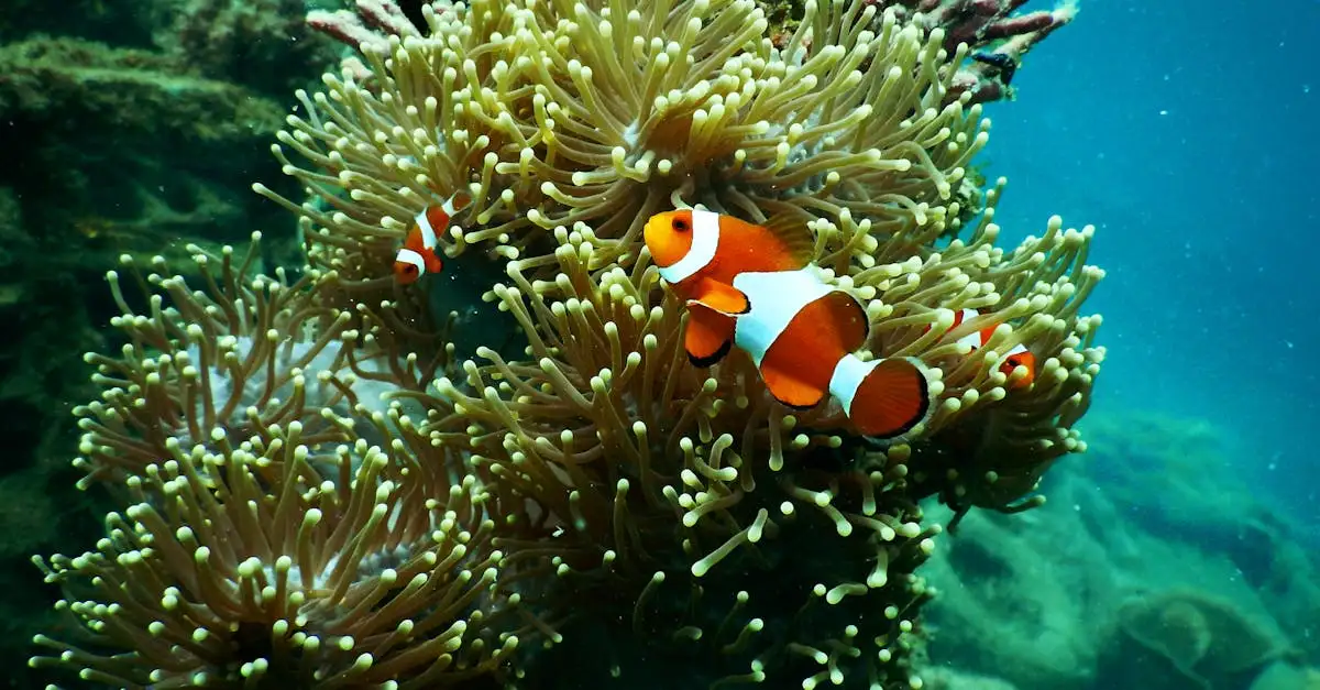 Welke zeedieren wonen bij het koraalrif? Ontdek de biodiversiteit!