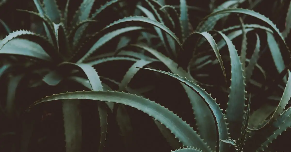 Aloe vera waar is het goed voor? Ontdek de vele voordelen!