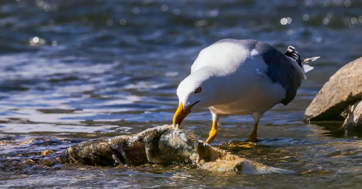 Hoe verschilt het dieet van vleesetende en herbivore vogels?