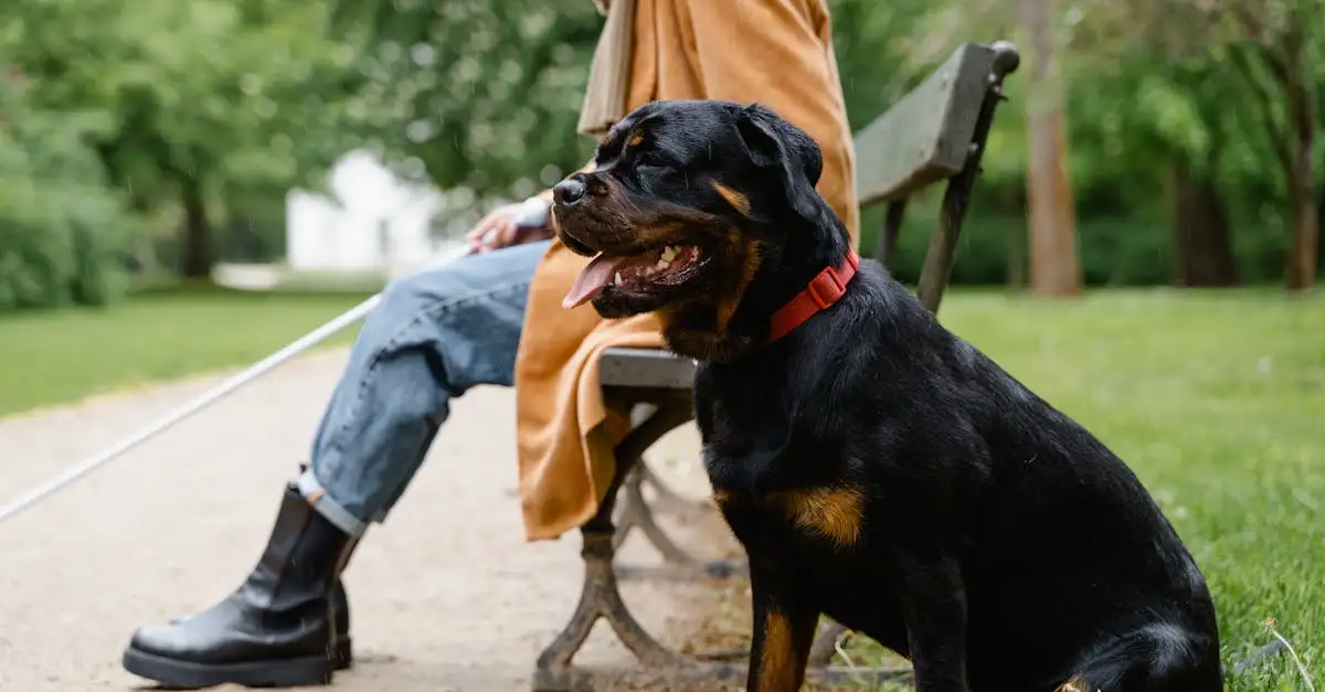 Honden tot hulphond opleiden in Overijssel: Wat zijn de opties?