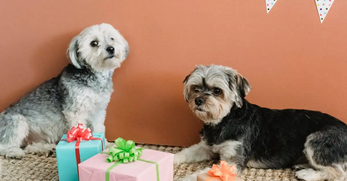 In welk land worden honden geëerd met slingers?