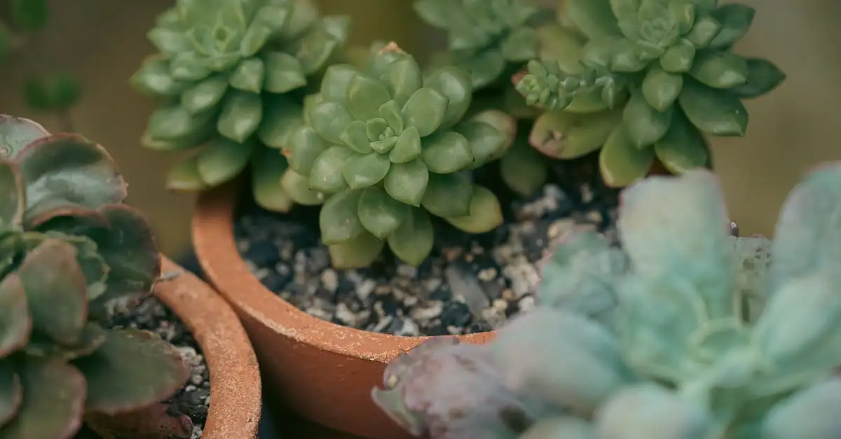 Koffiedik bij welke planten? Ontdek de beste tips en trucs!