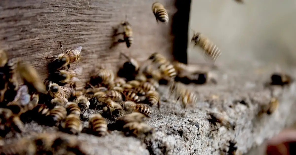 Propolis tinctuur waar goed voor? Ontdek de voordelen en gebruik.