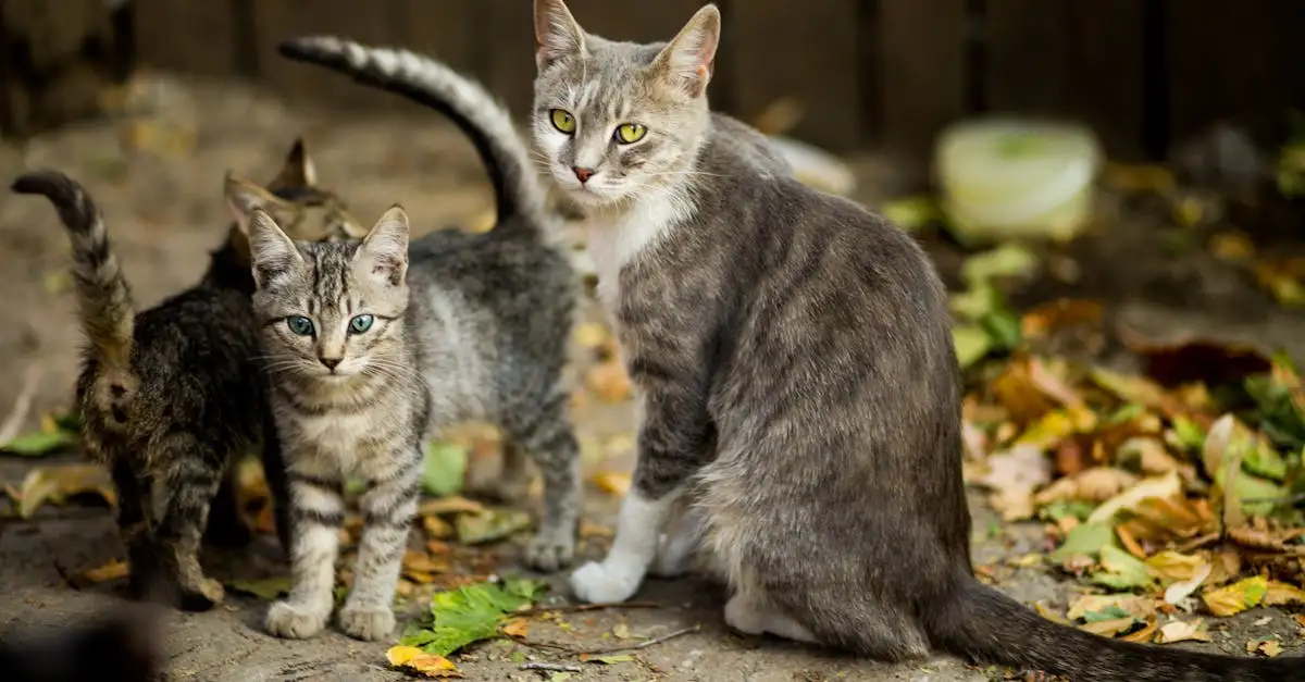 Vanaf welke leeftijd mag een kitten weg bij de moeder? Ontdek het nu!