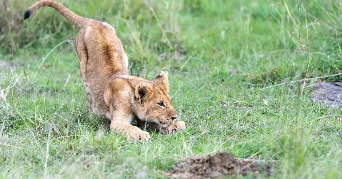 Waarom is Haller Park in Kenia een geweldige ervaring?