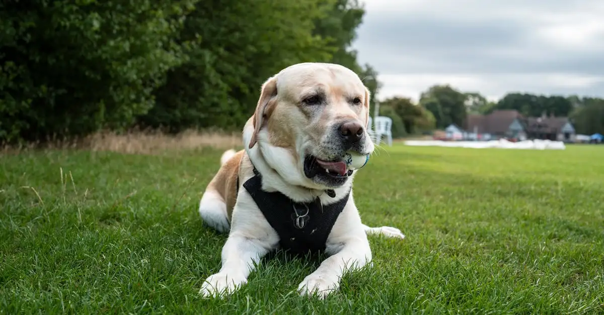 Waarom krabt mijn hond zich zo veel? Ontdek de oorzaken!