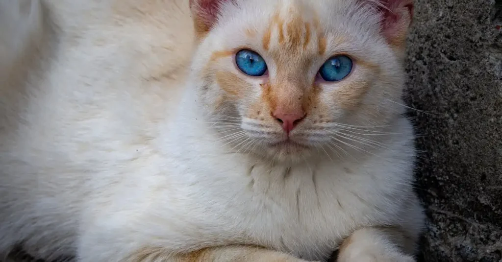 Wat is de toekomst van katten als huisdier in 2023?