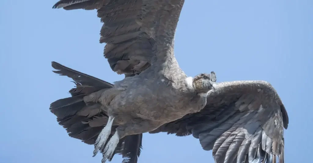 Wat is het verhaal van de condor in de Andes-mythologie?