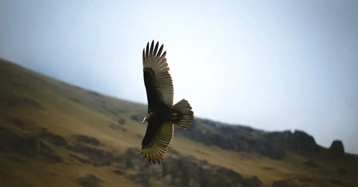 Wat is het verhaal van de condor in de Andes-mythologie?