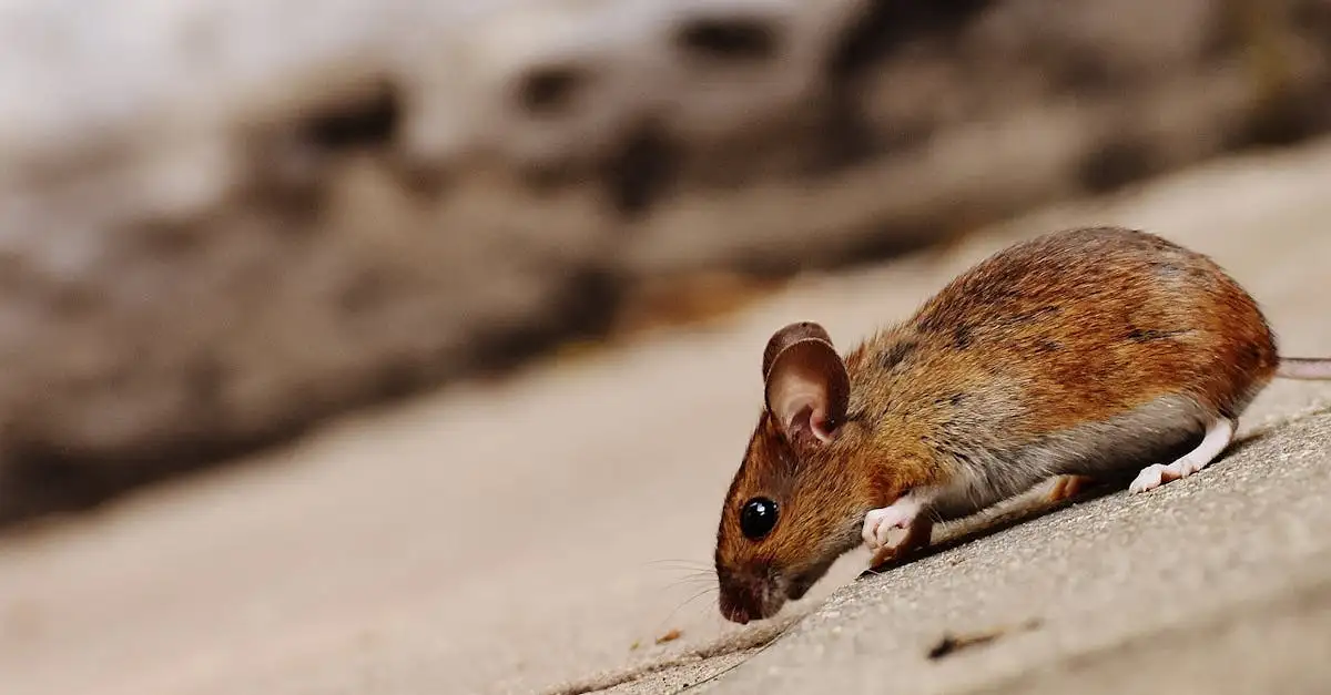 Wat maakt de staart van een rat zo nuttig en handig?
