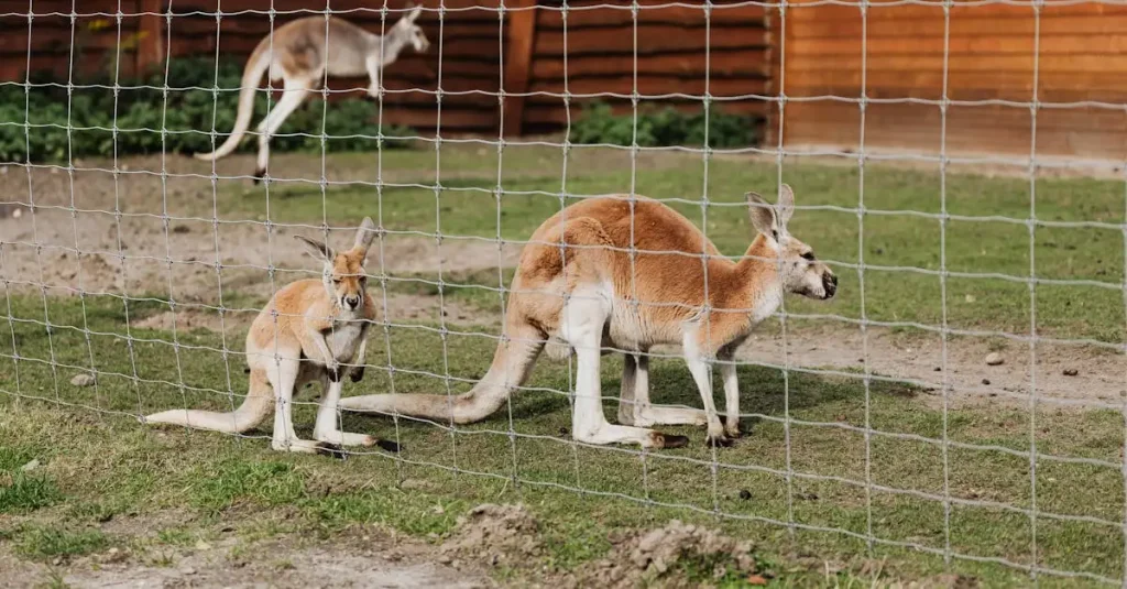 Wat maakt kangoeroes zo'n goede springers?