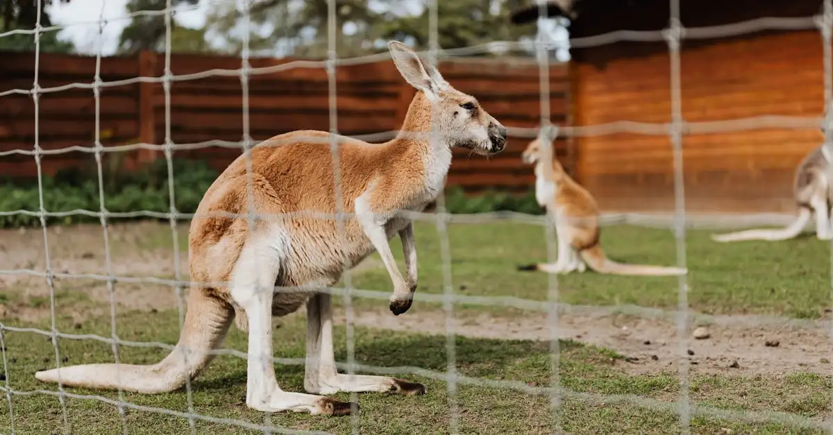 Wat maakt kangoeroes zo'n goede springers?